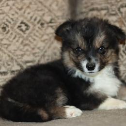 Kit (aka: knight Rider) - Black and tan male Pembroke Welsh Corgi puppy in New Hampshire from Muddy Paws Corgis