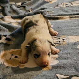 Merle - Blue merle female Border Collie puppy in Springtown, Texas from CRL Farms