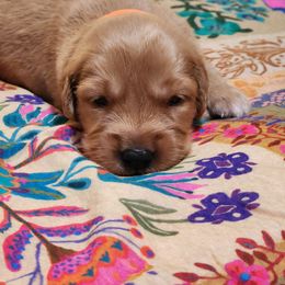 Orange Collar - Dark golden male Golden Retriever puppy in Section, Alabama from Country Girl Golden Retrievers