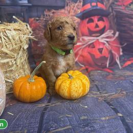 Boy 2 - male Goldendoodle puppy in Lake Panasoffkee, Florida from Donnas Deluxe Doodles LLC