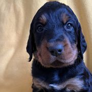 Boy 2 - Gordon Setter puppy in Escondido, California from Sunshine Hill Top Gordon