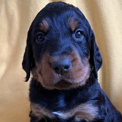 Boy 2 - Gordon Setter puppy in Escondido, California from Sunshine Hill Top Gordon