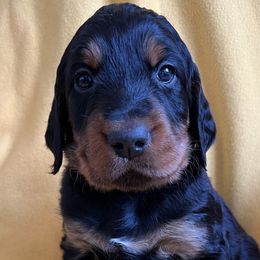 Boy 2 - Gordon Setter puppy in Escondido, California from Sunshine Hill Top Gordon