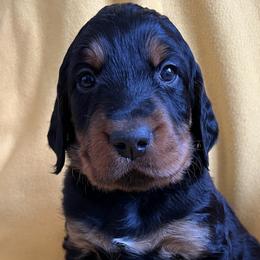 Boy 2 - Gordon Setter puppy in Escondido, California from Sunshine Hill Top Gordon