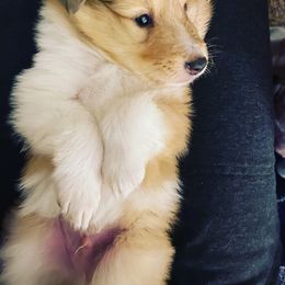 Collie Puppies from Cadie's Collies