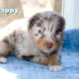 Frappy - Red merle male Australian Shepherd puppy in Coldwater, Michigan from Northern Star Australian Shepherds