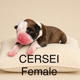 Cersei - Fawn female Boxer puppy in Abilene, Texas from L&L Euro Boxers and Small Town Shih Tzus
