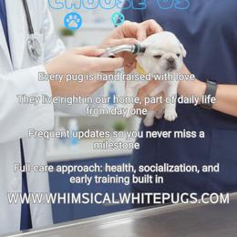 Pug puppies from Whimsical White Pugs - Quality Comes First! We offer Flight Nanny Services for Additional Fee.