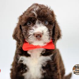 Mr Red - Liver and white male Springerdoodle puppy in Kendall, New York from Family Raised Doodles