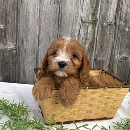 Patrick - Red male Cavapoo puppy in Mint Hill, North Carolina from DoodleForever