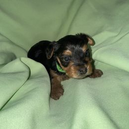 Boy 1 - Black and tan male Yorkshire Terrier puppy in Pomona, California from Lunio's Yorkies