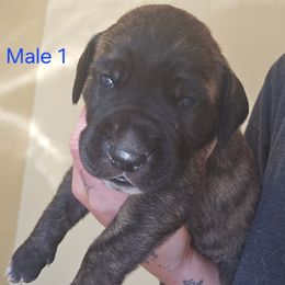 Male 1 - Brindle male Great Dane puppy in Mayfield, New York from Sacandaga Danes