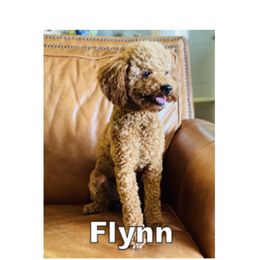 Flynn - Poodle