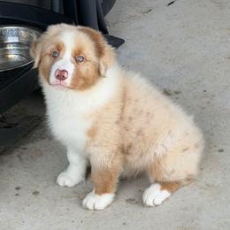 Stetson ''Berkley'' - Red merle male Australian Shepherd puppy in Athens, Tennessee from Mimi's Aussie