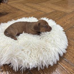 Dachshund Puppies from Finleys Babies