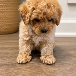 Goldendoodle and Maltipoo Puppies from ENC Goldendoodles And Maltipoos