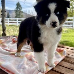 Sailor - Black tri-color male Australian Shepherd puppy in Heber City, Utah from Junipersdoodles