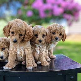 Bernedoodle and Cavapoo Puppies from Wag'in Tails