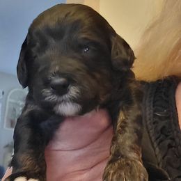 Walter - Black male Cavapoo puppy in Bourbonnais, Illinois from Maggie's Cavapoo Puppies