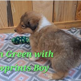 Neon Green Boy - Sable male Collie puppy in Kalispell, Montana from C4 Collies
