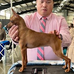 Britney - Miniature Pinscher