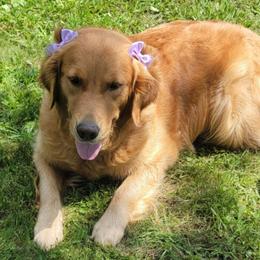 Golden Retriever All Grown Up from Bear Ridge Kennels