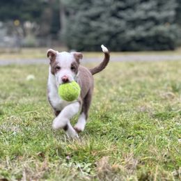 Border Collie Puppies from Apex Border Collies