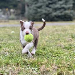 Border Collie Puppies from Apex Border Collies