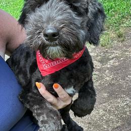 Marvin - Black male Whoodle puppy in Smallett, Missouri from Leshas Whoodles