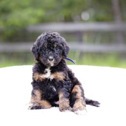 Purple collar - Phantom female Bernedoodle puppy in Spokane, Washington from Doodle Love