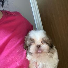 Tessa - Chocolate female Shih Tzu puppy in Double Springs, Alabama from Little Friends Kennel and southern Shih Tzus