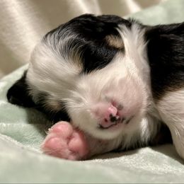 Bernedoodle puppies from To Love A Doodle