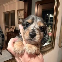Biggie ( dapple, carries cream) - Dapple male Dachshund puppy in Ville Platte, Louisiana from Cajun Pawfection