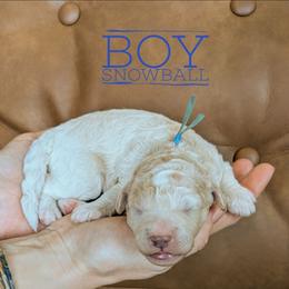 Snowball - Merle male Goldendoodle puppy in Cambridge, Minnesota from Country Meadow Doodles