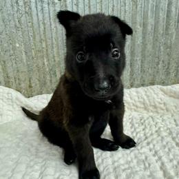 Grey Collar - Black sable male Belgian Malinois puppy in Muskegon, Michigan from Red Acres Working Line K9s