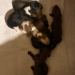 Girl 2 - Dapple female Dachshund puppy in East Dover, Vermont from Audet’s Mini Dachshunds