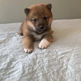 Pumpkin - Red male Shiba Inu puppy in Monett, Missouri from Happy Tails Shiba Inus