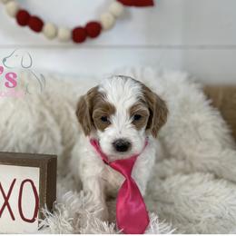 Tan collar - Parti male Goldendoodle puppy in Ohio from Farr’s Goldens and Doodles