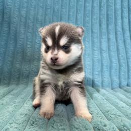 Mystery - Blue male Pomsky puppy in Aberdeen, Idaho from Willow Creek Cresteds