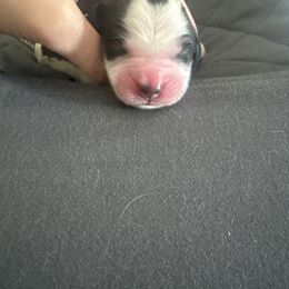 Moon - Black white and tan male English Springer Spaniel puppy in Waynesburg, Pennsylvania from Krysak’s Springer Spaniels