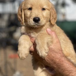 Green Collar Male - Golden male Golden Retriever puppy in Yucaipa, California from Blessed Goldens