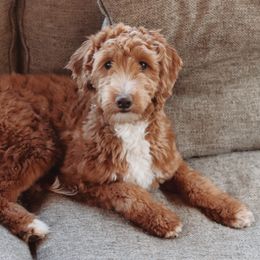 Lavender - Goldendoodle