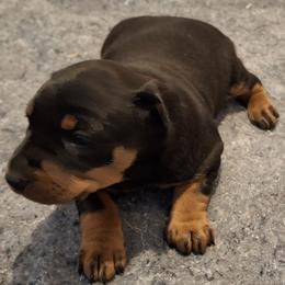 Bella - Black female German Pinscher puppy in Lancaster, California from Renlim German Pinschers