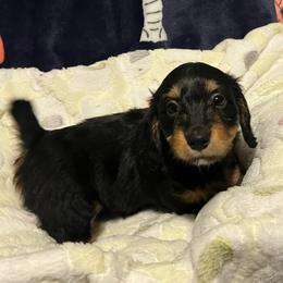 Ghirardelli - Black and tan female Dachshund puppy in Tacoma, Washington from Thedachhouse