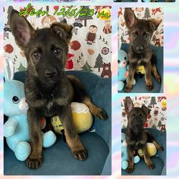 Dachshund and German Shepherd Puppies from Illyria Dox & GSD