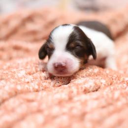 Jordan - Piebald male Dachshund puppy in Eaton, Ohio from Miniature Alphas Dachshunds