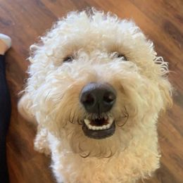 Goldendoodles from Heart of Steele Mini Goldendoodles