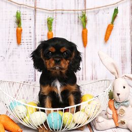 Cavalier King Charles Spaniels from Casa De Cavaliers