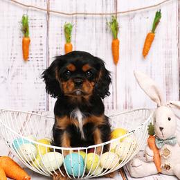 Cavalier King Charles Spaniels from Casa De Cavaliers