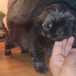 RAVEN - Black and tan female Shih Tzu puppy in Los Banos And Bay Area, California from Shantii's Shih Tzu's